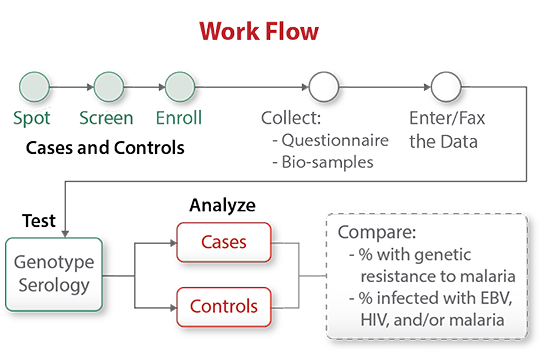Flowchart of the Study procedures workflow.